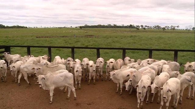 Recria de bezerras desmamadas: confiras as estratégias ideais para a seca