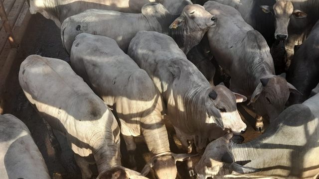 Carne bovina mineira está em rumo à Europa