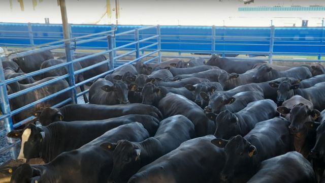 Novilhas com genética Angus de até quatro dentes chegam a 18@ em SP