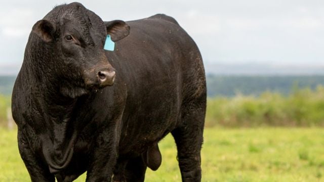 Bovino da raça Angus em área de pastagem. Foto: Eduardo Rocha/ABA