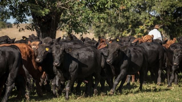 Bovinos brangus em área de pasto. Foto: Bezier Filmes/Associação Brasileira de Brangus