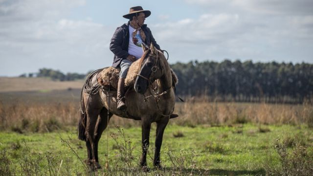 Cavalo: atenção à saúde e nutrição assegura mercado de R$ 16 bilhões no País