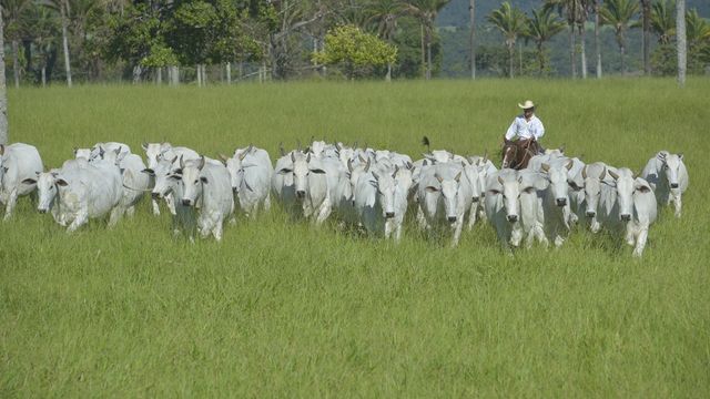 Programa da Cia de Melhoramento já concentra 75% de novilhas precocinhas