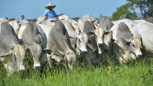 Não adianta suplementar o gado se você não souber o potencial do rebanho