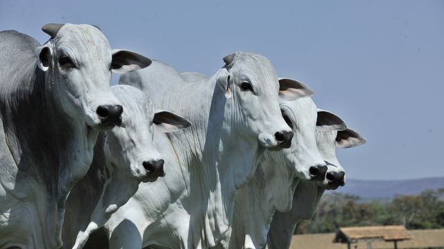 Rebanho de bovinos Nelore em área de pasto. Foto: JMMatos