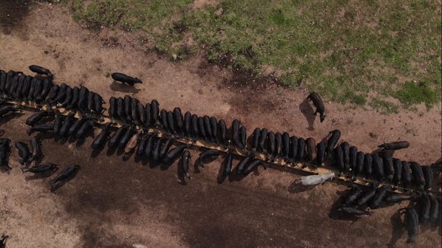 Tecnologia do foscálcio orgânico é aprovada para uso no Brasil