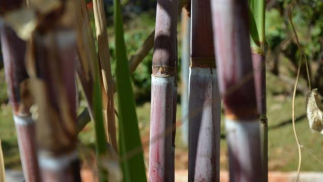 Detalhe de plantação de cana. Foto: Divulgação/Embrapa