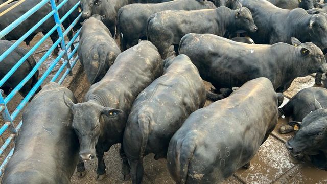 Gadão de primeira faz pecuarista ter duas bonificações em MS