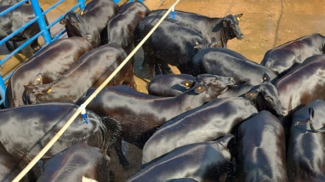 Pecuarista se especializa em gado de carne de qualidade no interior de MT