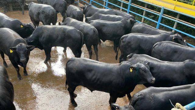 Boiada impressiona com 27@ de peso médio de carcaça em Goiás