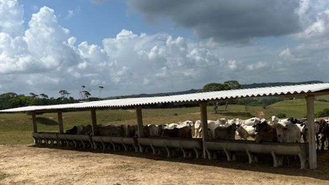 Bovinos em sistema de semiconfinamento. Foto: Guilherme Vieira