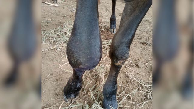 Bezerra está com corrimento de pus em ferida já tratada. Saiba o que pode ser