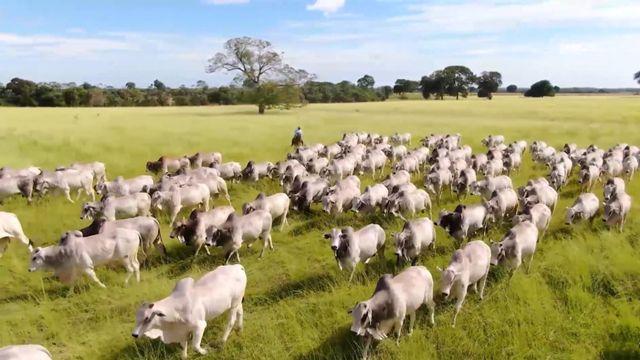 Lote de touros da raça Nelore em área de pastagem. Foto: Reprodução