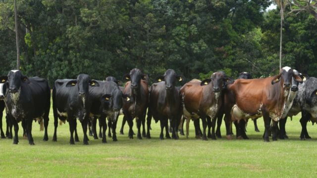 Estas dicas farão a vaca leiteira dar mais de 15 litros por dia