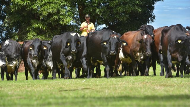 Produção leiteira ou de corte? Especialista dá dicas para a melhor opção na fazenda