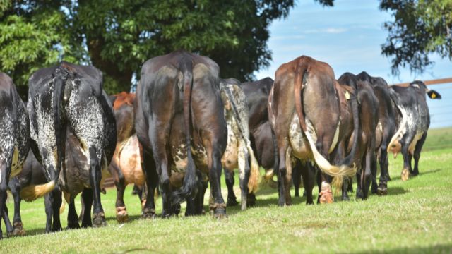 Girolando: quais recomendações de cruzamento para turbinar a fazenda?