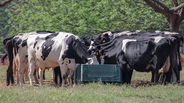 Capiaçu ou cana: é possível turbinar a produção leiteira com capineiras no cocho?