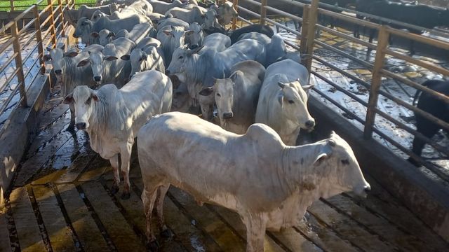 Novilhas Angus e Nelore são destaque em carne de qualidade em MS