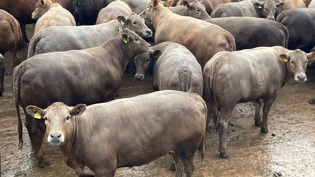 Novilhas meio-sangue Charolês da fazenda Santa Paula, no município de Comodoro (MT). Foto: Divulgação