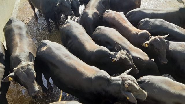 Pecuarista da Bahia surpreende com bovinos mais de 21@