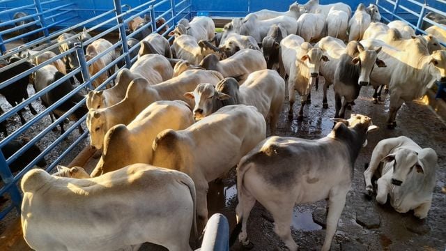 Boiada grossa, bonita e pesada! Gado chega a 22@ de peso em SP