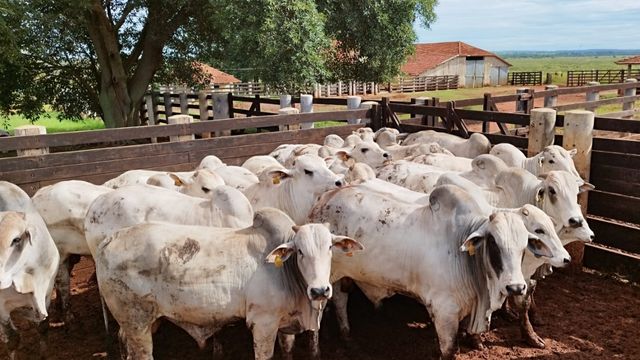 Garrotes parecem até touros! Boiada até 16 meses é destaque de fazenda em MS