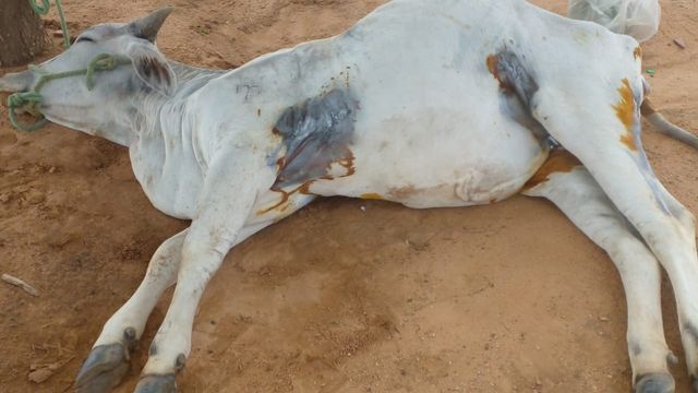 Fotossensibilização em bovinos: saiba as causas e como tratar