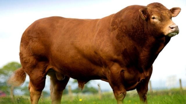 Limousin: saiba como tirar proveito no cruzamento com esta raça bovina