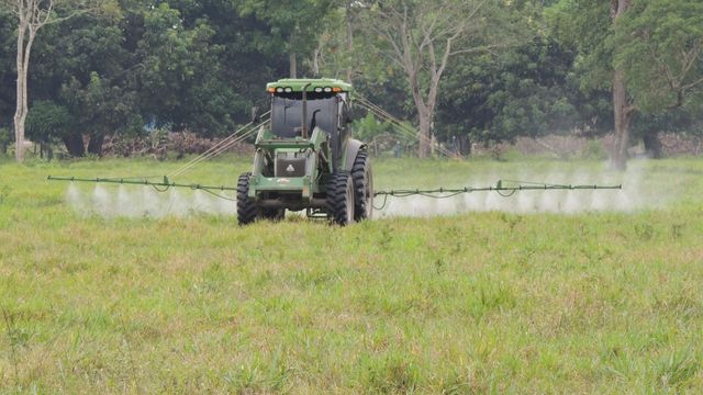 Capim Buffel: saiba como resolver problemas com plantas daninhas