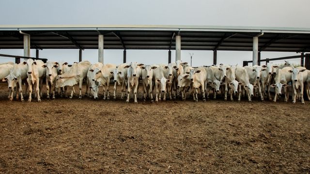 Projeto de terminação intensiva de bovinos para abate em Guarantã do norte Guarantã do Norte 14 de setembro de 2020. Foto: Christiano Antonucci/Secom-MT