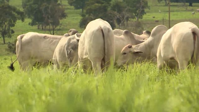 Saiba por que é importante tratar a pastagem como se fosse lavoura