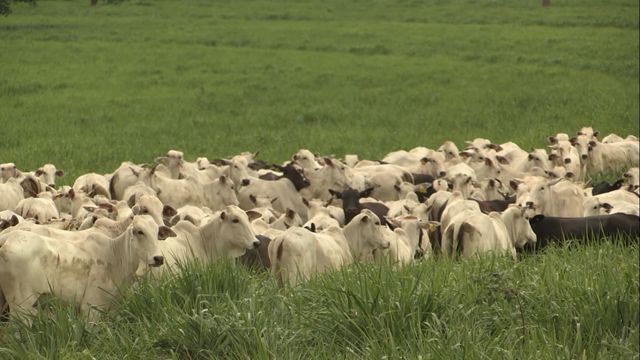 “Para virar dinheiro, o capim precisa ser pastejado”, alerta pesquisadora