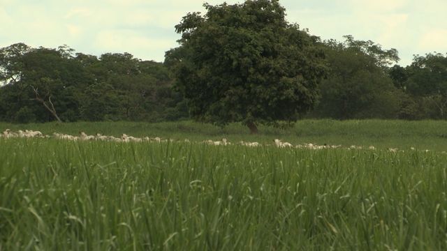 Como escolher o melhor capim para a sua fazenda