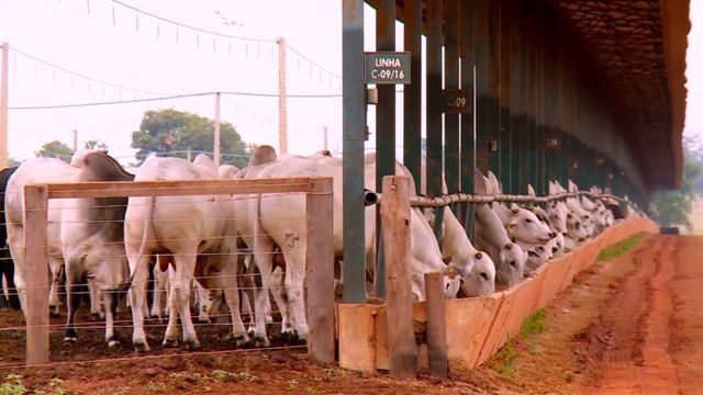 Confinamento o ano todo: cocho coberto pode minimizar problemas das chuvas?