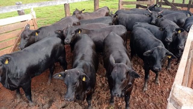 Angus: novilhas e machos são destaque de peso e qualidade de carne em MS