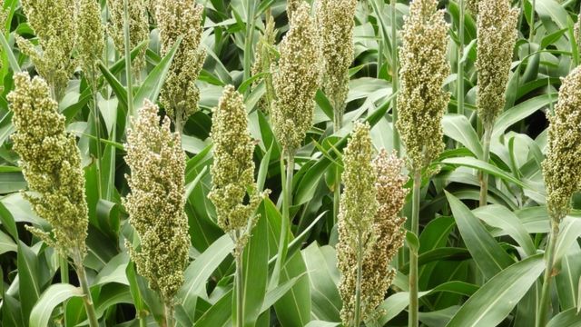 Sorgo para o boi: lavoura desponta como alternativa ao milho pelo País