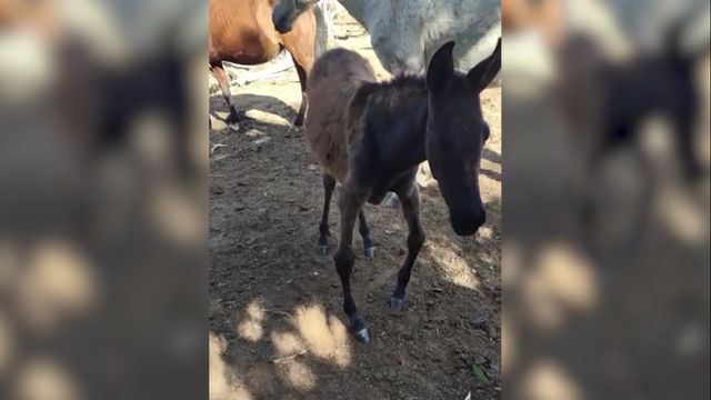 Burrinho de seis meses desaprumado. Saiba as causas e como tratar