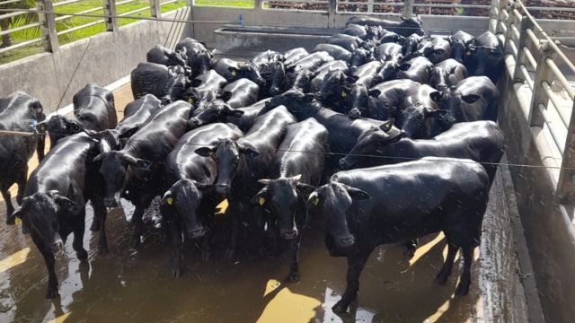 Bovinos de genética Angus terminada na Bahia. Foto: divulgação