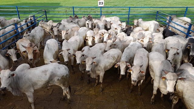 Bois pantaneiros imunocastrados de 22@ chegam a 55% de rendimento em MS