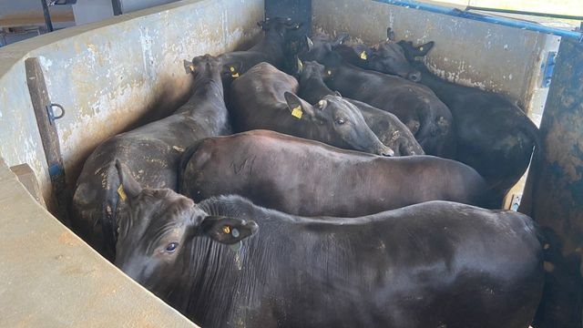 Pecuarista de Rondônia faz 1º abate de gado premium e comemora