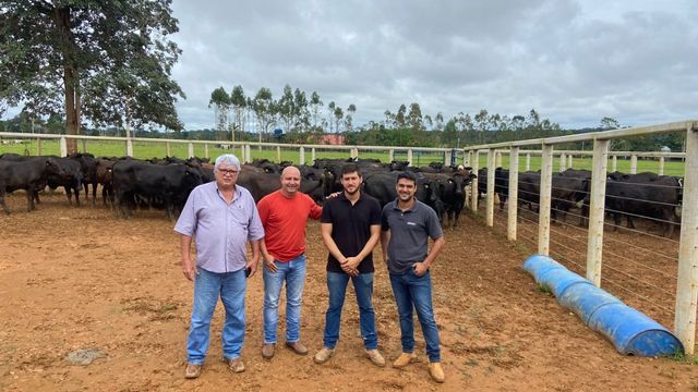 Boi castrado: pecuarista de Rondônia comemora ao fazer 1º abate de gado premium