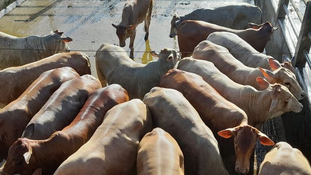 Novos tempos para a pecuária baiana com a chegada de protocolo de carne premium