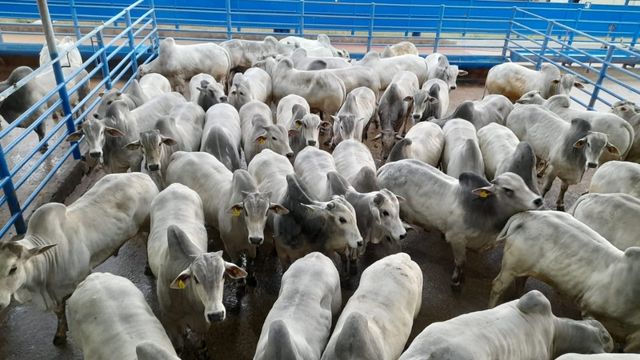 Nelore em alta: garrotes confinados ultrapassam 20,5@ em SP