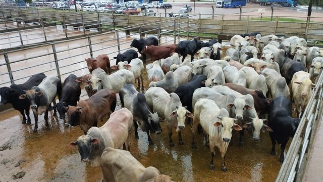 Suplementação de pasto faz boiada chegar a 19,2@ no Pará