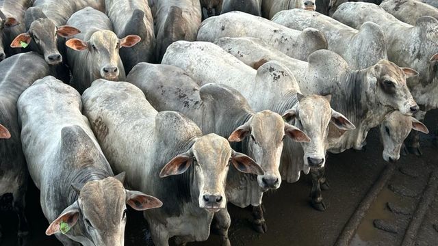 Novilho precoce: pecuarista de MS recebe bônus de quase R$ 130 por cabeça