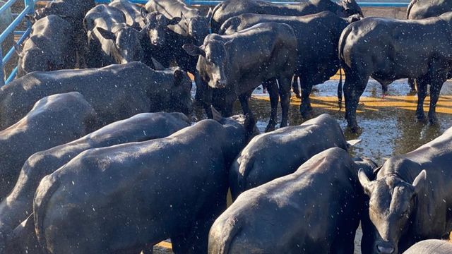 Pecuarista não deixa dinheiro na mesa e leva bônus de quase R$ 120 por cabeça em MS