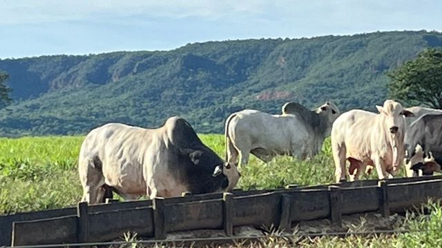 Boiada bonita e gorda ultrapassa 27@ em cenário paradisíaco de MT