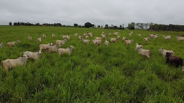 Pecuarista de Rondônia turbina o gado com a ajuda do Selo Combustível Social