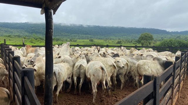 Boiada a pasto e crioula ultrapassa 21@ no interior do Pará