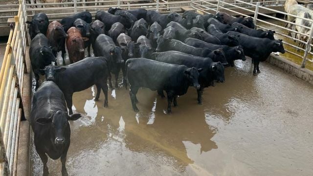 Rondônia volta a ganhar destaque com nova habilitação para China